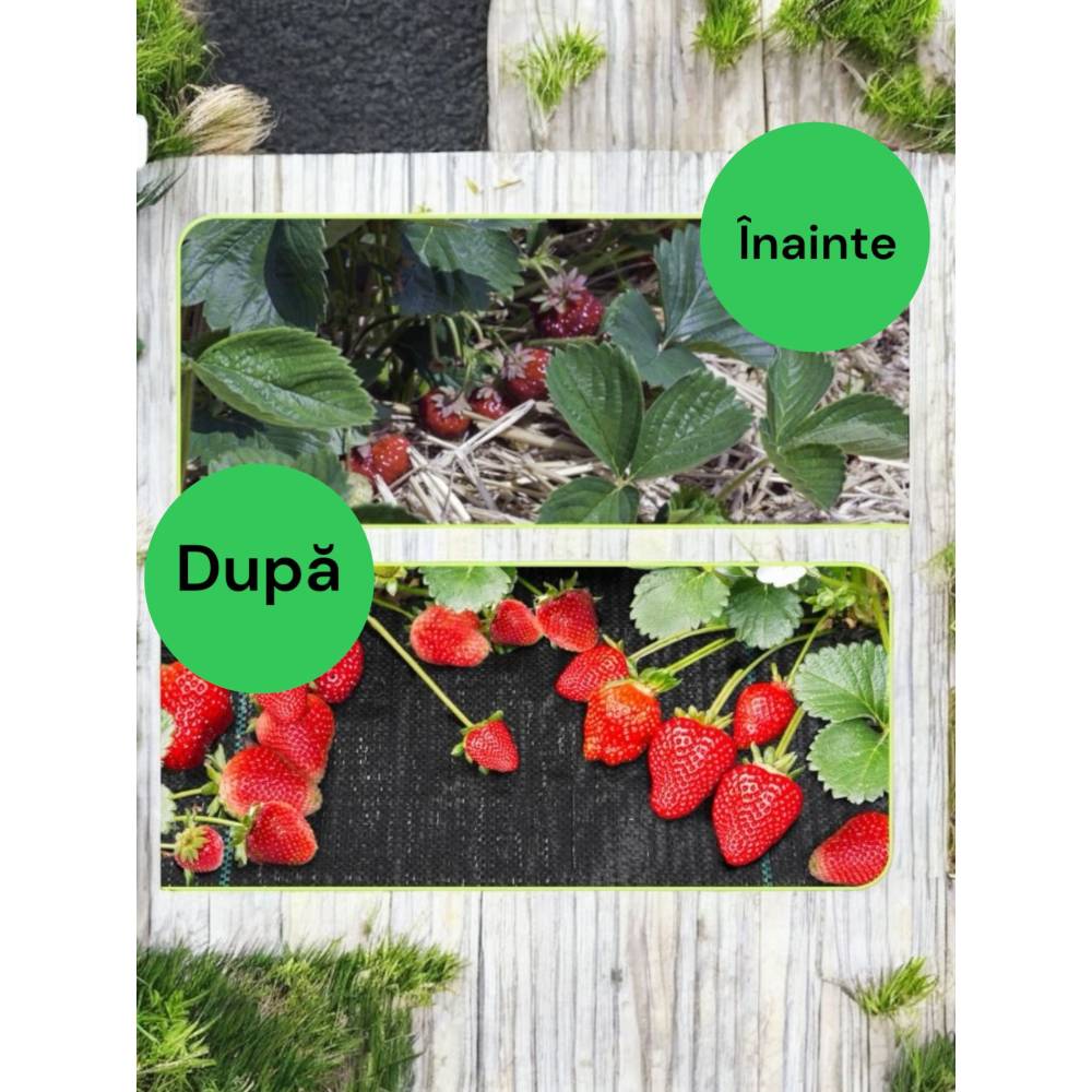 Folie pentru capsuni , agrotextil 2.1m latime, 20m L, 90g/mp Folie pentru capsuni , agrotextil 2.1m latime, 20m L, 90g/mp