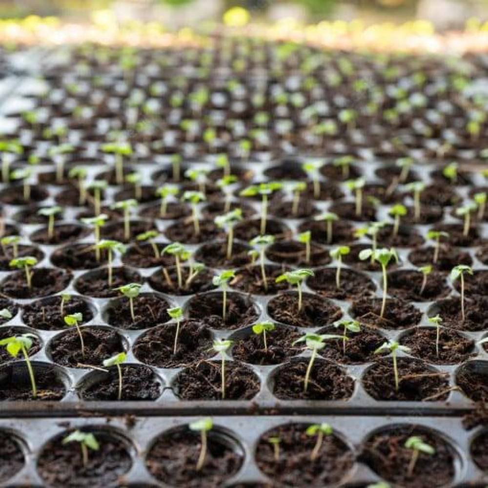 Alveole rasaduri 32 celule semanat (tavite rasaduri) Alveole rasaduri 32 celule semanat (tavite rasaduri)