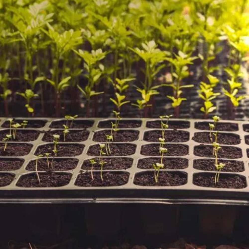 Alveole rasaduri 45 celule semanat (tavite rasaduri) Alveole rasaduri 45 celule semanat (tavite rasaduri)