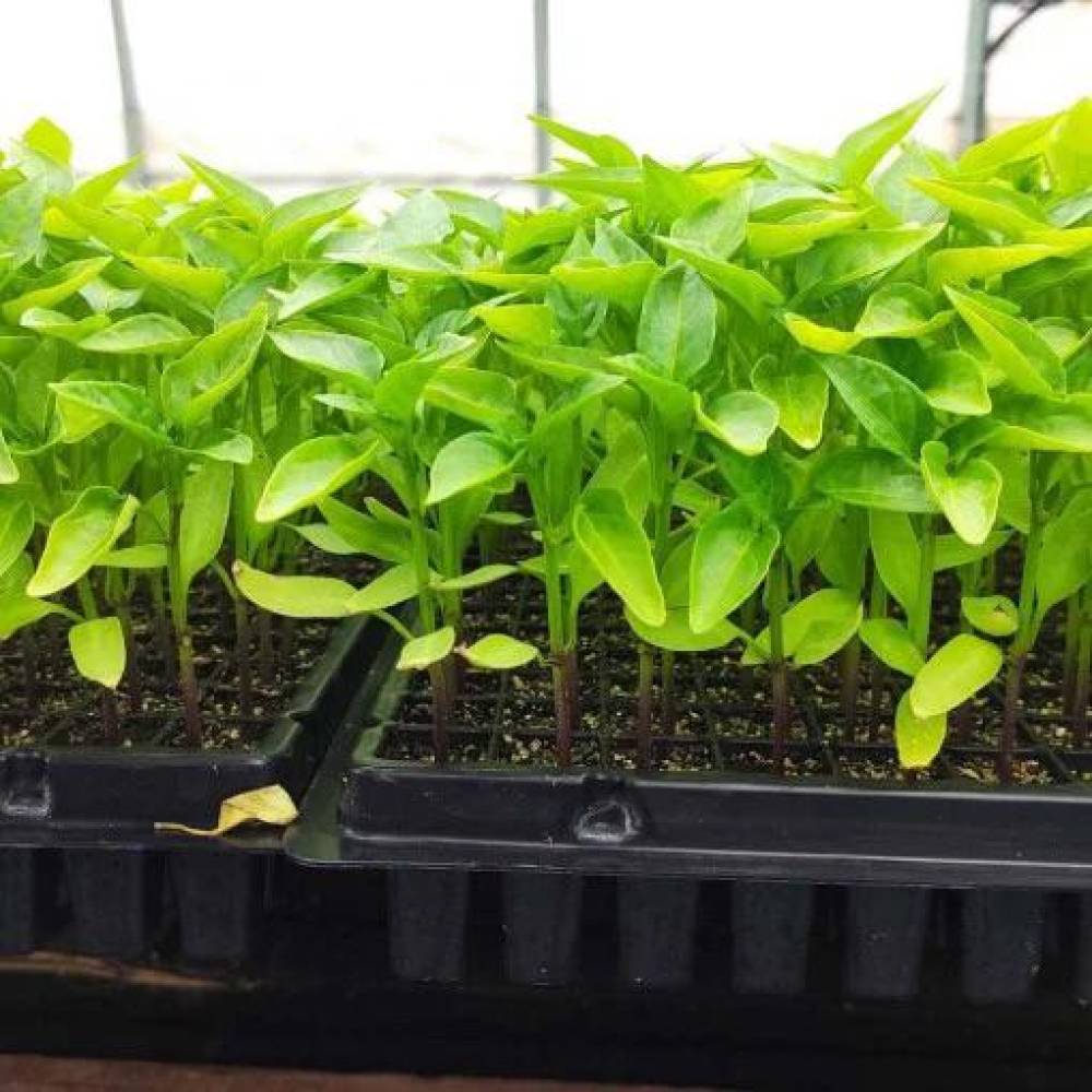 Alveole rasaduri 70 celule semanat (tavite rasaduri) Alveole rasaduri 70 celule semanat (tavite rasaduri)